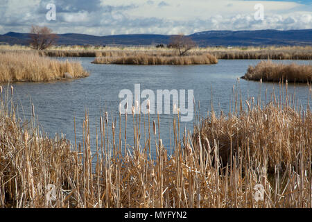 Le long de l'étang des marais Découverte Nature Trail, Tule Lake National Wildlife Refuge, en Californie Banque D'Images