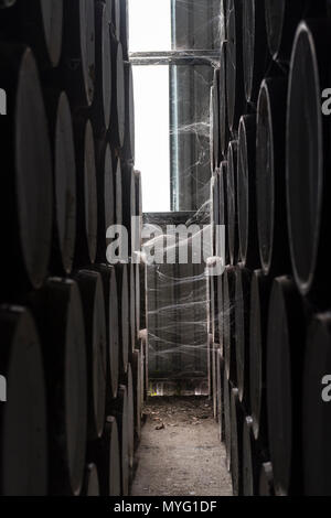 Toiles d'Araignée connecté à un tonneaux de vin stocké dans un hangar à maturité. Banque D'Images