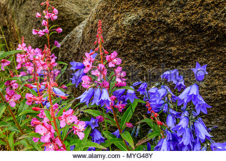 L'épilobe glanduleux et bleu campanule croître par des rochers. Banque D'Images