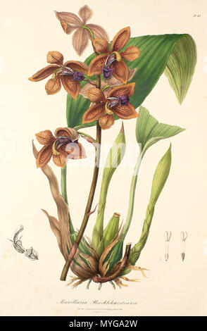 . Illustration de Houlletia brocklehurstiana (syn. Maxillaria brocklehurstiana) . 1838. Cette plaque pas signé 247 brocklehurstiana Houlletia (comme Maxillaria brocklehurstiana) - Sertum Lindley - pl. 43 (1838) Banque D'Images