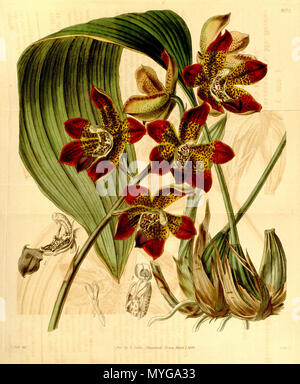 . Illustration de Houlletia brocklehurstiana . 1844. Walter Hood Fitch (1817-1892) del., Swan sc. 247 brocklehurstiana Houlletia-Curtis (1844) 70-4072 Banque D'Images