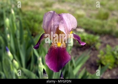 Iris jaune et pourpre qui fleurit au soleil Banque D'Images