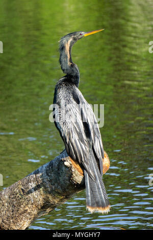 Oiseau Anhinga (Anhinga anhinga) assis sur un journal le soleil lui-même à Indian Riverside Park, Jensen Beach, Florida, USA Banque D'Images