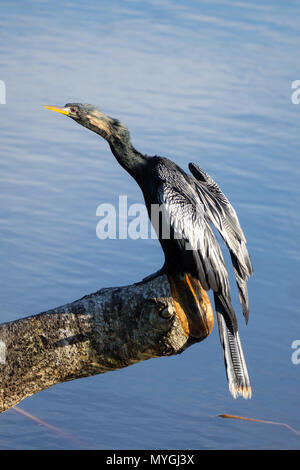 Oiseau Anhinga (Anhinga anhinga) assis sur un journal le soleil lui-même à Indian Riverside Park, Jensen Beach, Florida, USA Banque D'Images