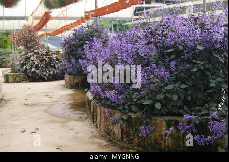 Jardin de fleurs et de légumes Banque D'Images