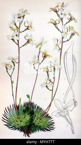 . Jardin botanique de l'impression (impression en Stylidium ciliatum S. saxifragoides, qui plus tard a été réduit à la synonymie de S. ciliatum) à partir de la . 1850. Walter Hood Fitch (1817-1892) del. et lith. Description byJohn Smith (1798-1888) 506 4529 saxifragoides Stylidium Banque D'Images