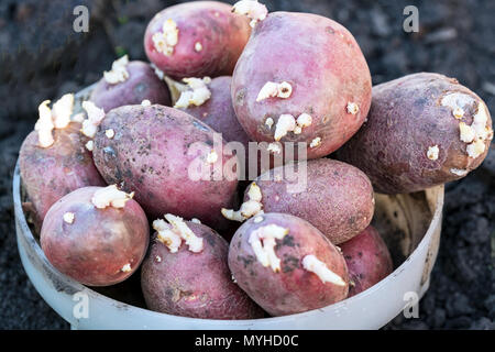 Les tubercules de la pomme de terre aux germes Banque D'Images