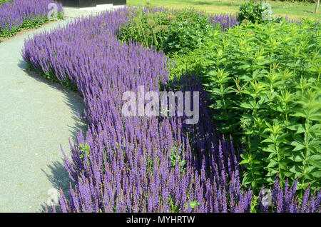 Parterre avec le périmètre extérieur en mauve, salvia nemorosa fleurs. Banque D'Images
