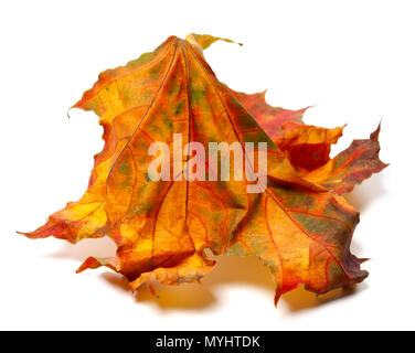Automne érable feuilles multicolores isolé sur fond blanc Banque D'Images