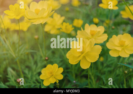 Close-up of Cosmos fleur et fleur jaune sur la route de starship, Macro de fleur dans le jardin sur le matin. Banque D'Images