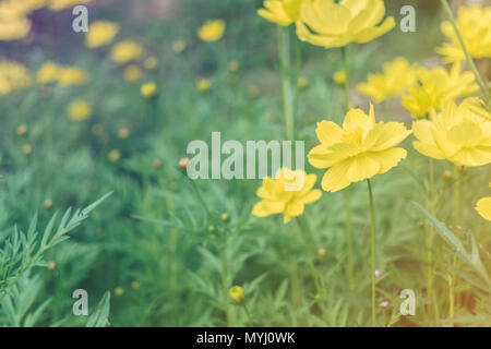 Close-up of Cosmos fleur et fleur jaune sur la route de starship, Macro de fleur dans le jardin sur le matin. Banque D'Images