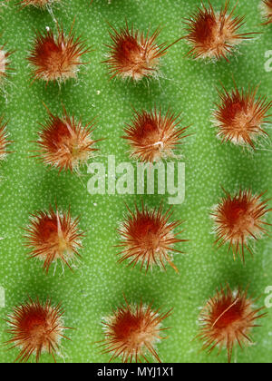 Opuntia microdasys (polka-dot cactus) close-up Banque D'Images