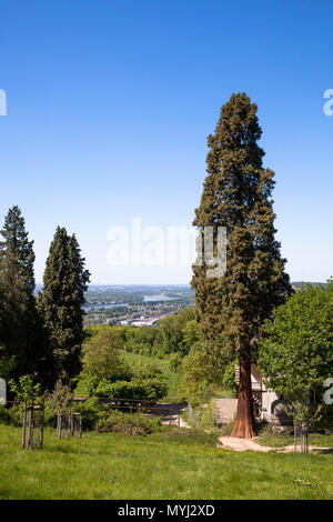 L'Europe, l'Allemagne, l'arbre gigantesque, Siebengebirge à côté de l'ancien restaurant Burghof sur la montagne Drachenfels à Koenigswinter, vue sur le Rhin v Banque D'Images