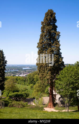 L'Europe, l'Allemagne, l'arbre gigantesque, Siebengebirge à côté de l'ancien restaurant Burghof sur la montagne Drachenfels à Koenigswinter, vue sur le Rhin v Banque D'Images