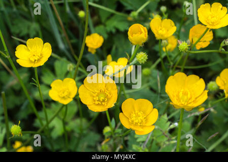 Renoncule rampante (Ranunculus repens) dans les champs. Banque D'Images