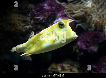 Longhorn Lactoria cornuta (cowfish), originaire de la mer Rouge et Océan Indien Banque D'Images