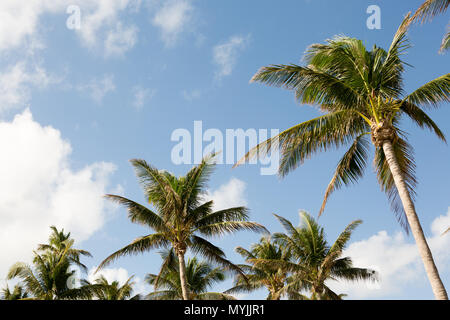 Palmiers et Blue Skys sur la plage. Banque D'Images