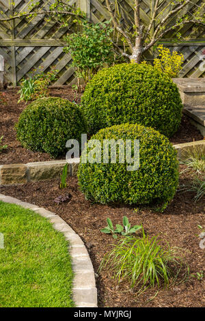 Belle, paysagé, jardin privé close-up avec un design contemporain, border de plantes, d'arbustes, pelouse soignée, boules de fort & chants - Yorkshire, Angleterre, Royaume-Uni Banque D'Images