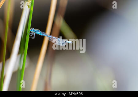 Bleu libellule mâle isolé reposant sur une tige d'herbe sur un fond bleu dans un cadre naturel. Banque D'Images