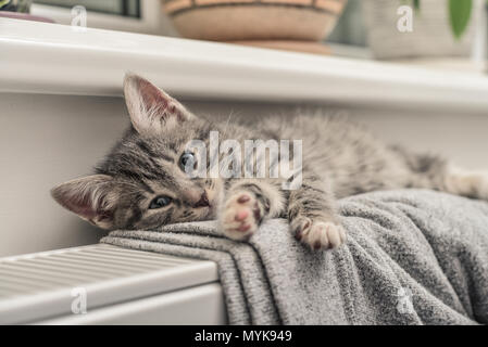 Mignon petit chaton gris détente sur le radiateur chaud closeup Banque D'Images