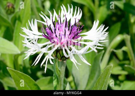 Centaurea montana Amethist dans la neige fleur Bleuet vivace Banque D'Images