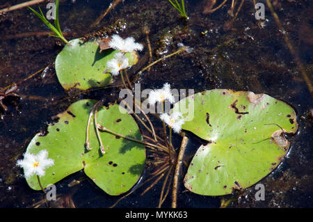 Siem Reap, Cambodge Nymphoides indica ou de l'eau sur le flocon Jayatataka baray Banque D'Images