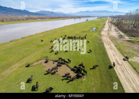 Les buffles qui paissent à côté de la rivière Strymon El Capistan Dtape dans le Nord de la Grèce lors d'une journée ensoleillée. Vue aérienne avec drone Banque D'Images