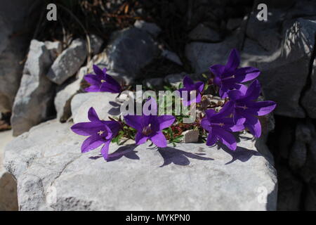 Edraianthus serpyllifolius sur le rocher Banque D'Images