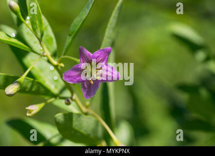 Succursale de Lycium barbarum (goji, wolfberry chinois, barbary mariage vine) - plante vivace ligneuse à feuilles caduques au moment de la floraison Banque D'Images