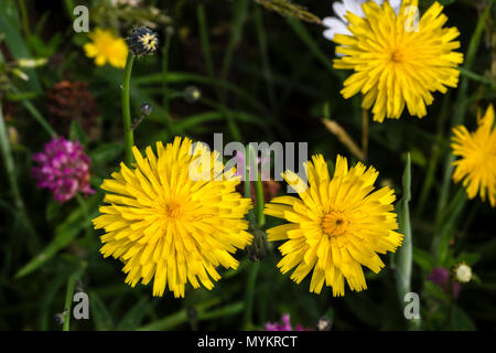 L'épervière jaune dans de mauvaises herbes jardin Banque D'Images