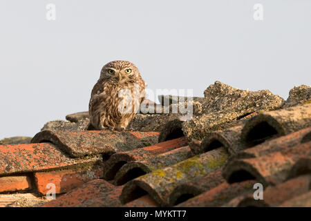 Chouette chevêche (Athene noctua) Banque D'Images