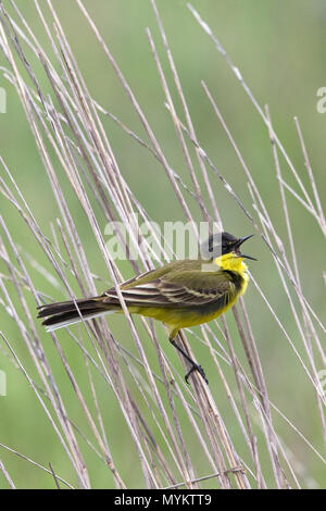 L'ouest de la bergeronnette printanière (Motacilla flava (dombrowskii)) Banque D'Images