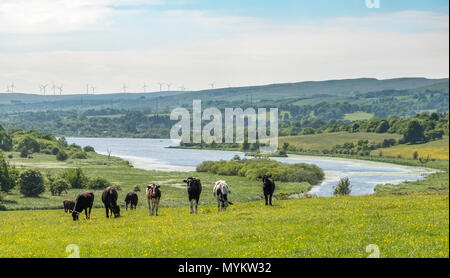 Quelques vaches laitières et donnant sur le château de Loch Semple turbines éoliennes dans la distance. Un mélange d'agriculture et les énergies renouvelables en vue de Pays Banque D'Images