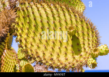 Détail de cactus (Opuntia echios) sur l'île de Santa Fe à Galápagos. Banque D'Images