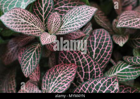 Les veines rose clair de feuilles de plantes nerveuses (Fittonia) Banque D'Images