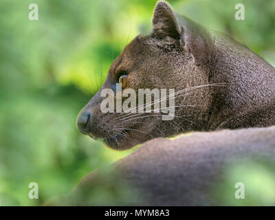 Fossa Cryptoprocta ferox photographie en captivité Banque D'Images