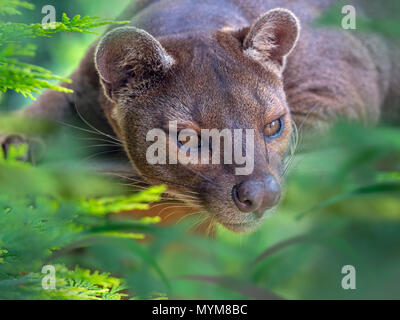 Fossa Cryptoprocta ferox photographie en captivité Banque D'Images