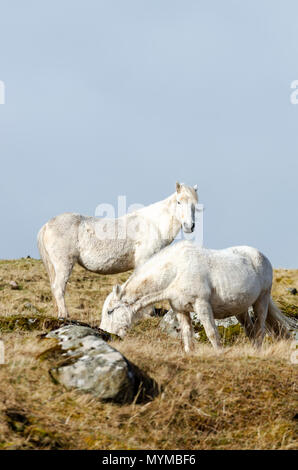 Les poneys sauvages de l'île d'Eriskay dans les Hébrides extérieures d'Écosse Banque D'Images