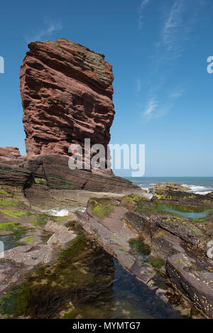 Le Deil's Heid (Devils Head) Mer de grès rouge, pile, falaises Seaton Arbroath, Angus, Scotland. Banque D'Images