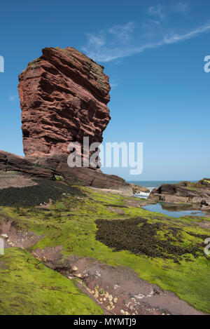 Le Deil's Heid (Devils Head) Mer de grès rouge, pile, falaises Seaton Arbroath, Angus, Scotland. Banque D'Images