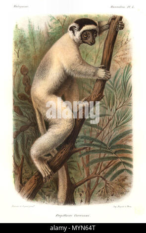 . Le Propithèque de verreaux : anglais (Propithecus verreauxi) légende originale : Propithecus verreauxi typicus (A. Grandidier), adulte, tué sur les bords du Morondava (côte O. de Madagascar), au tiers de la grandeur naturelle. La tache grise lombaire n'est pas constante chez tous les individus. Traduction anglaise (partielle) : Propithecus verreauxi typicus (A. Grandidier), adulte, tué sur les bords de Morondava (côte ouest de Madagascar)... Le gris n'est pas tache lombaire constante sur tous les individus. 1892. La lithographie par l'entreprise de Becquet, Paris, après une œuvre de Marie Firmin Bocourt (1819-1904) et Auguste Banque D'Images