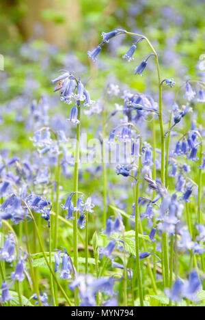 Close up sur bluebell flowers growing in délicate car Brook Ravin Nature Reserve au printemps, Sheffield, Royaume-Uni Banque D'Images