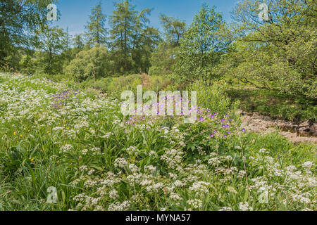 (Pignut Conopodium majus) et du bois de la grue-facture (Geranium sylvaticum) fleurs sauvages en abondance sur les rives de la Rivière Tees Banque D'Images