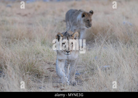 Jeune lion africain d'oeil curieux, parc national d'Etosha, Namibie, (Panthera leo) Banque D'Images