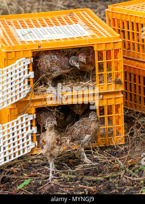 Sept semaines poussins faisan, souvent connue sous le nom de dindonneaux, dans un garde-chasse de la plume de presse caisses utilisés pour leur transport Banque D'Images