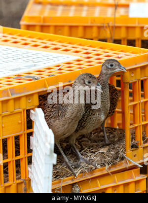 Sept semaines poussins faisan, souvent connue sous le nom de dindonneaux, dans un garde-chasse de la plume de presse caisses utilisés pour leur transport Banque D'Images