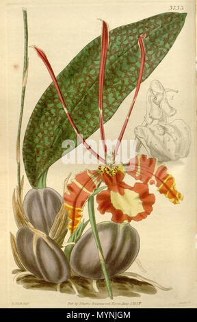 . Illustration de Psychopsis papilio (syn. L'Oncidium papilio) . 1840. William Jackson Hooker (1785-1865) (description), Walter Hood Fitch (1817-1892) (illustrateur), Swan (graveur) Psychopsis papilio Oncidium (440 p.)-Curtis' 66-3733 (1840) Banque D'Images