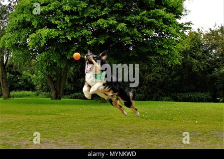 Un Collie mâle X chien sautant dans les airs pour attraper sa balle. Banque D'Images