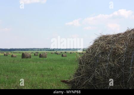 Le Hayfield. Paille ronde meules sur un champ vert Banque D'Images