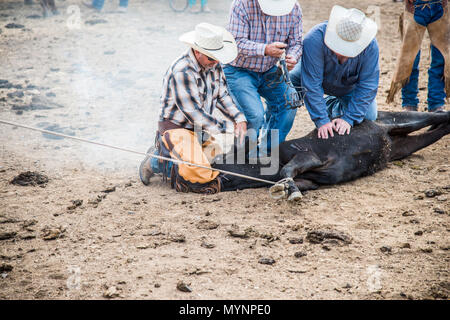 Les éleveurs de cow-boy en action fixer un veau et activement avec la marque de fumée le fer à marquer Banque D'Images